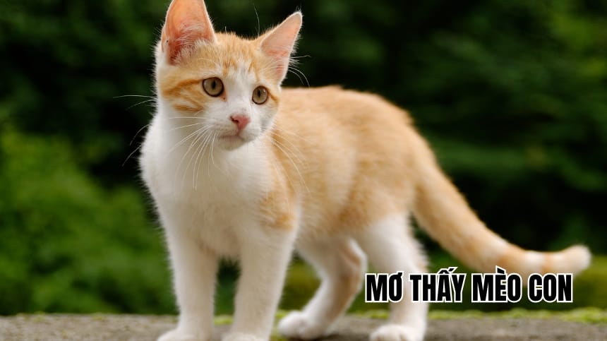 Mơ thấy mèo