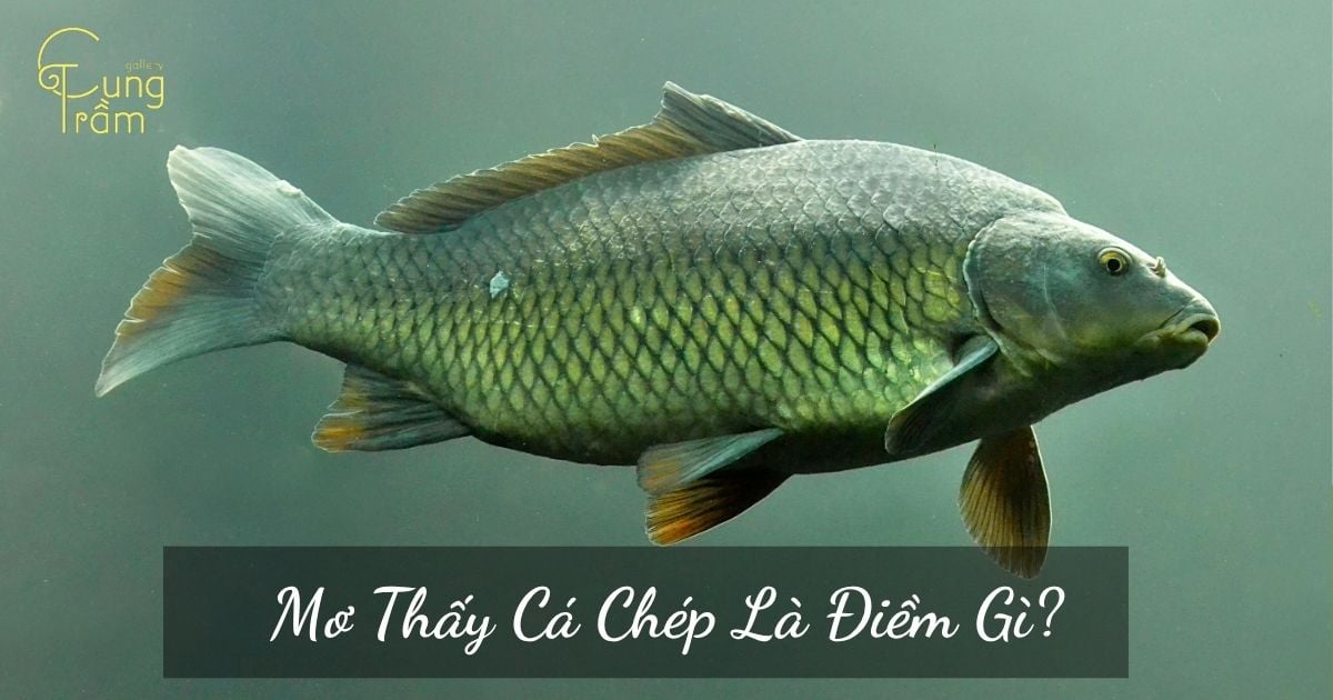 Mơ thấy cá chép