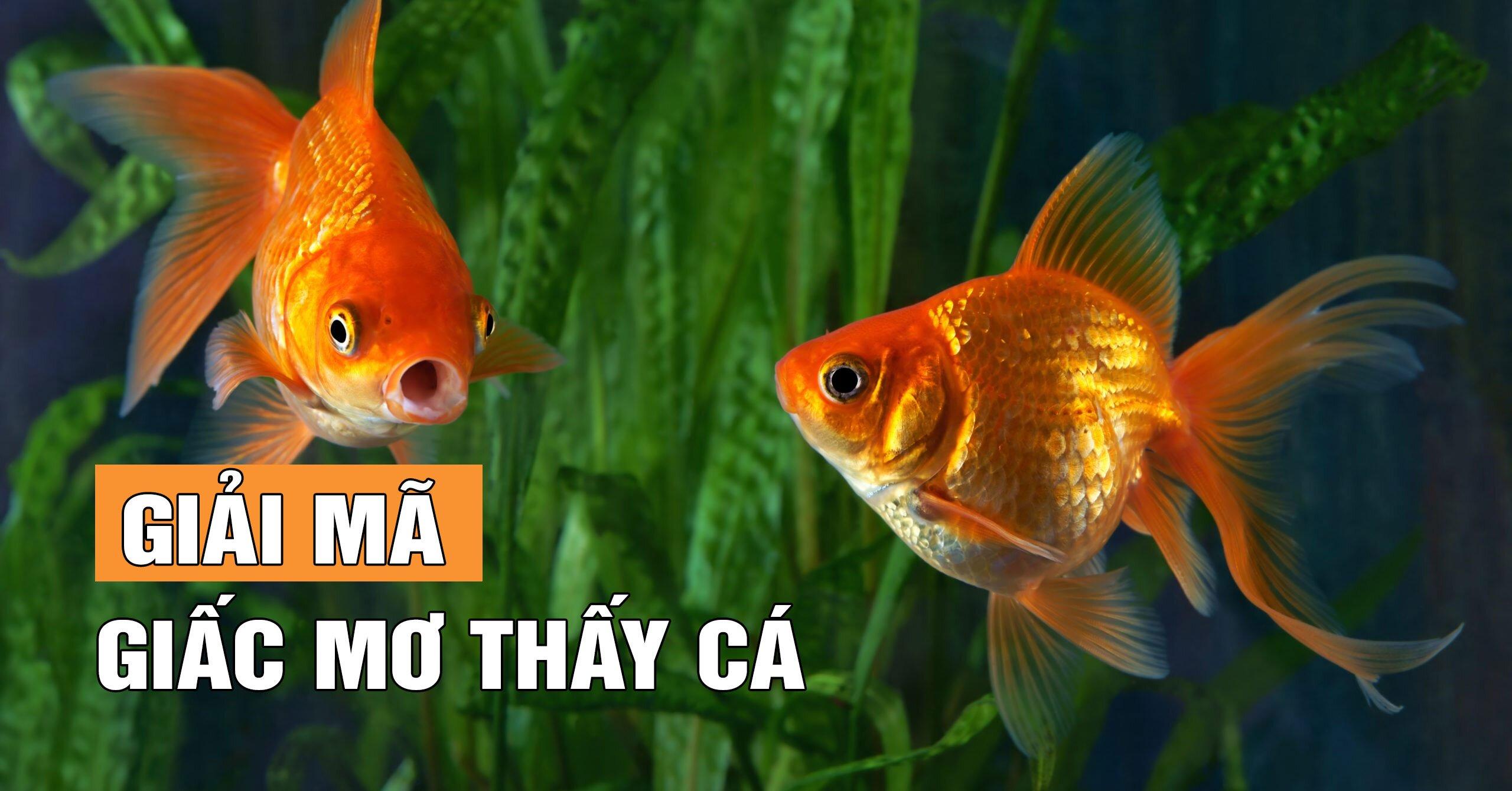 Mơ thấy cá chép